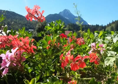 Geranien und Blick auf Wetterstein - Ferienwohnung Anne Mittenwald